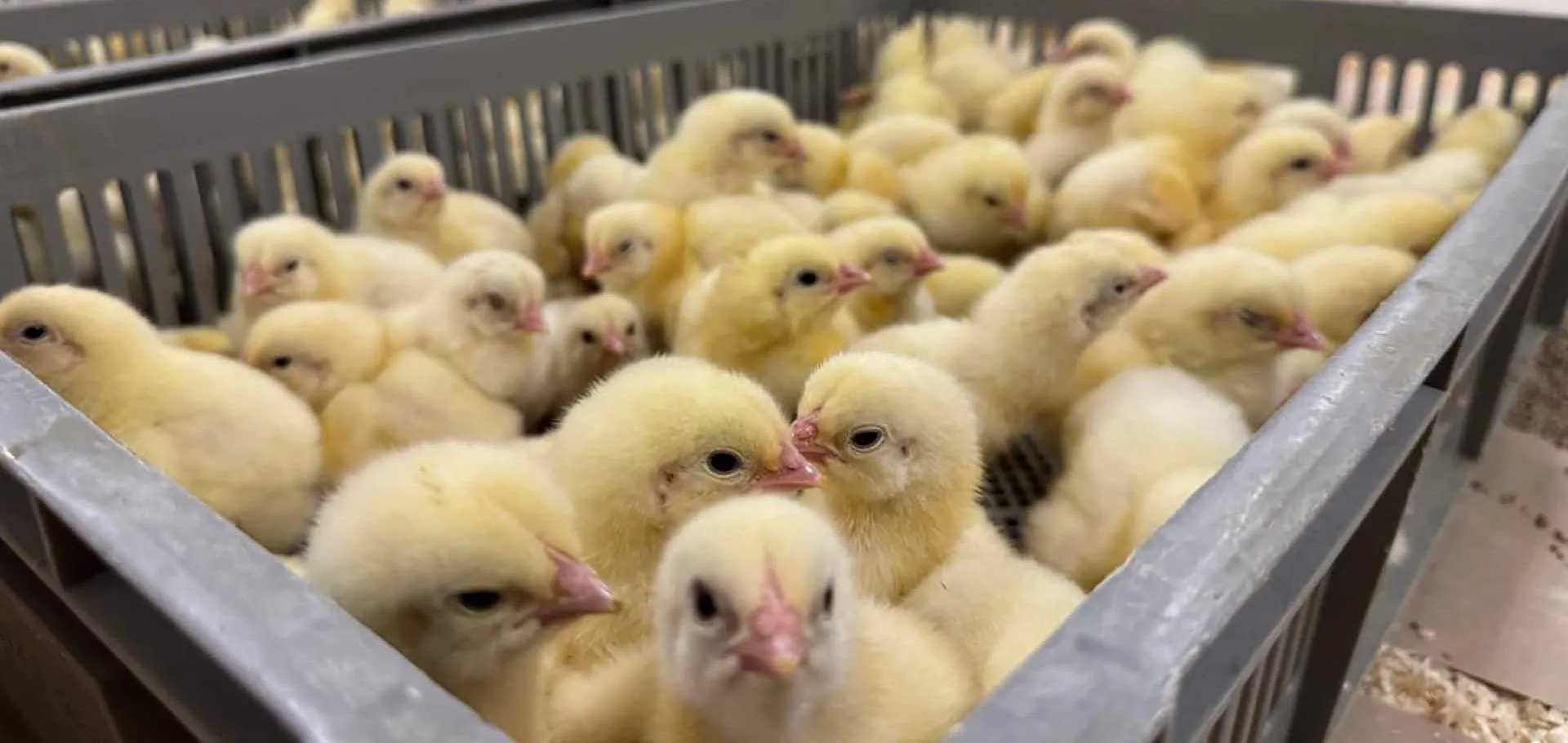 Пресс-служба Правительства Нижегородской области