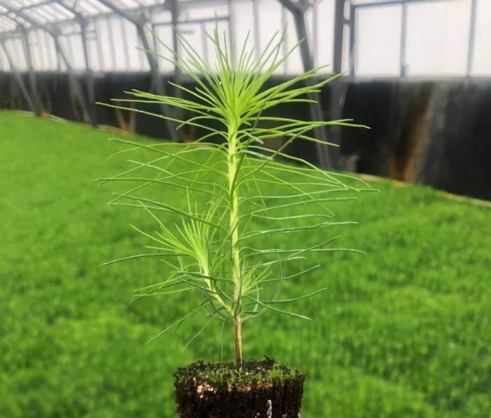 Во&nbsp;Владимирской области весной высадят 3,2&nbsp;тысячи гектаров леса