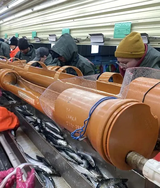 Рыбопромышленная компания Хабаровского края оптимизирует производство