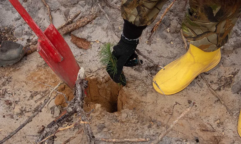 В&nbsp;Нижегородской области высадят более 400&nbsp;тысяч молодых деревьев