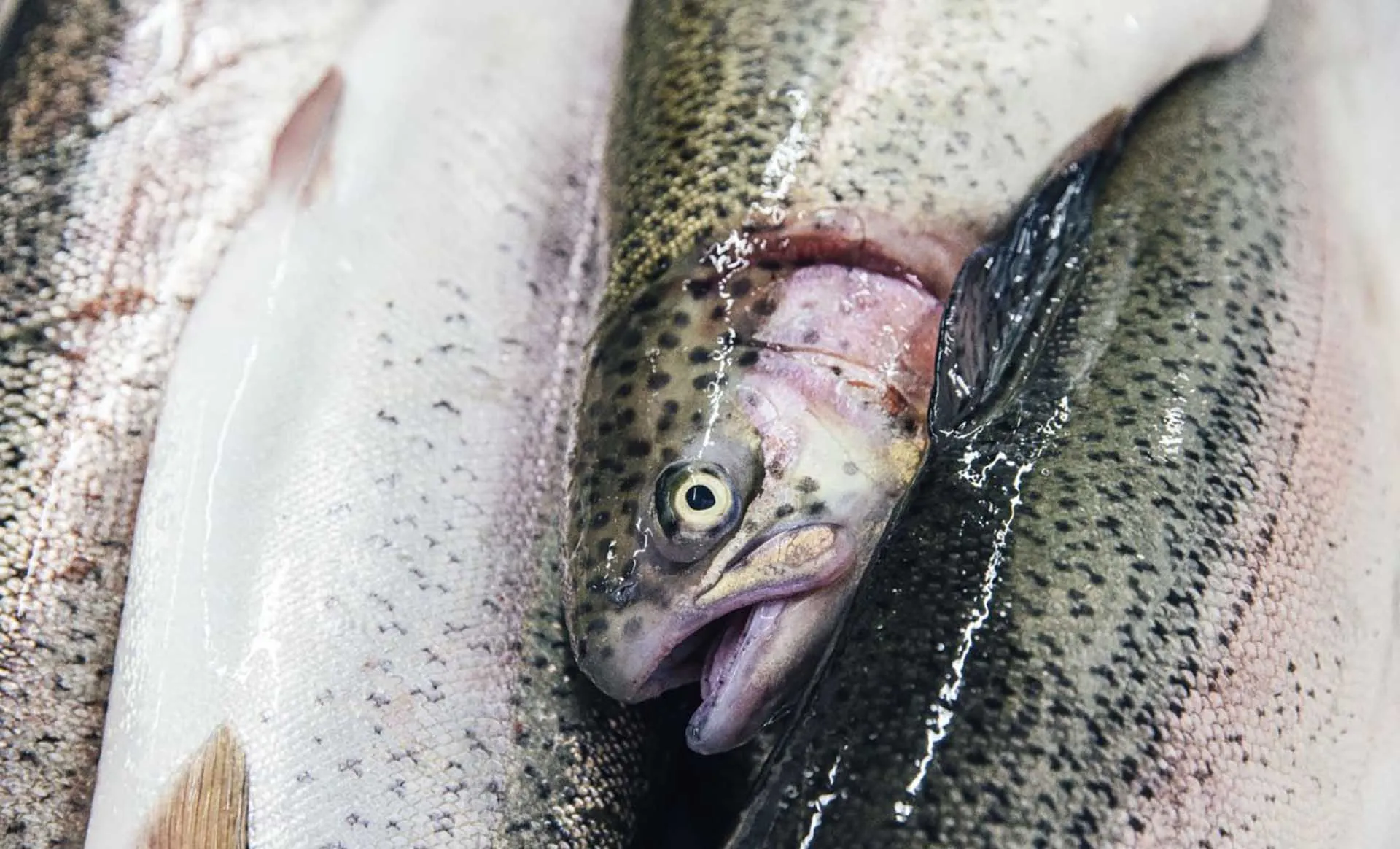Министерство сельского хозяйства РСО-Алния