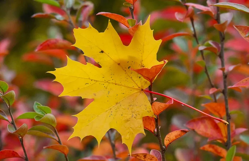 В&nbsp;Санкт-Петербурге прошел мастер-класс по&nbsp;созданию картин на&nbsp;листьях