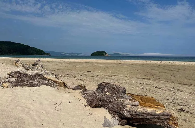 Агентство проектного управления Приморского края (РПО)