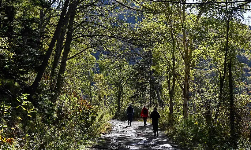 В&nbsp;Бамутском лесничестве на&nbsp;территории Чечни расчистили дорогу после оползня