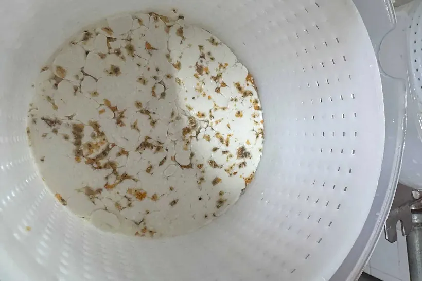 В&nbsp;Северной Осетии создали мягкий сыр с&nbsp;растительными наполнителями