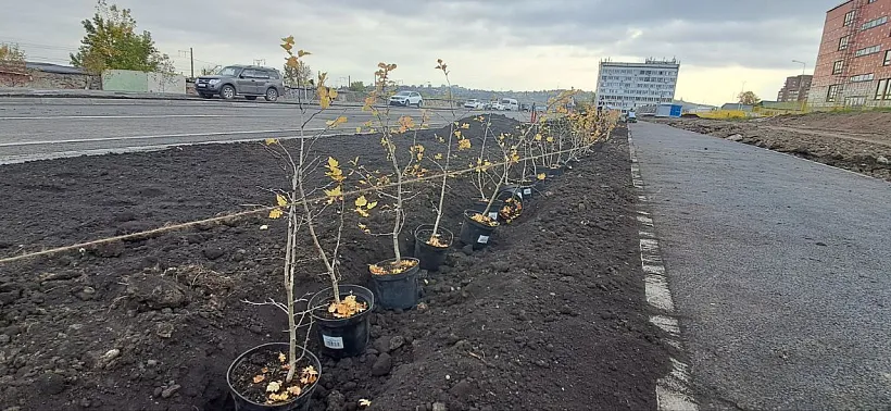В&nbsp;Красноярске провели акцию &laquo;Сохраним лес&raquo;