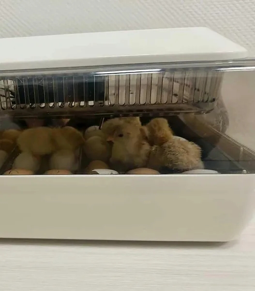 В&nbsp;школе кузбасского поселка Металлургов открыли агротехкласс