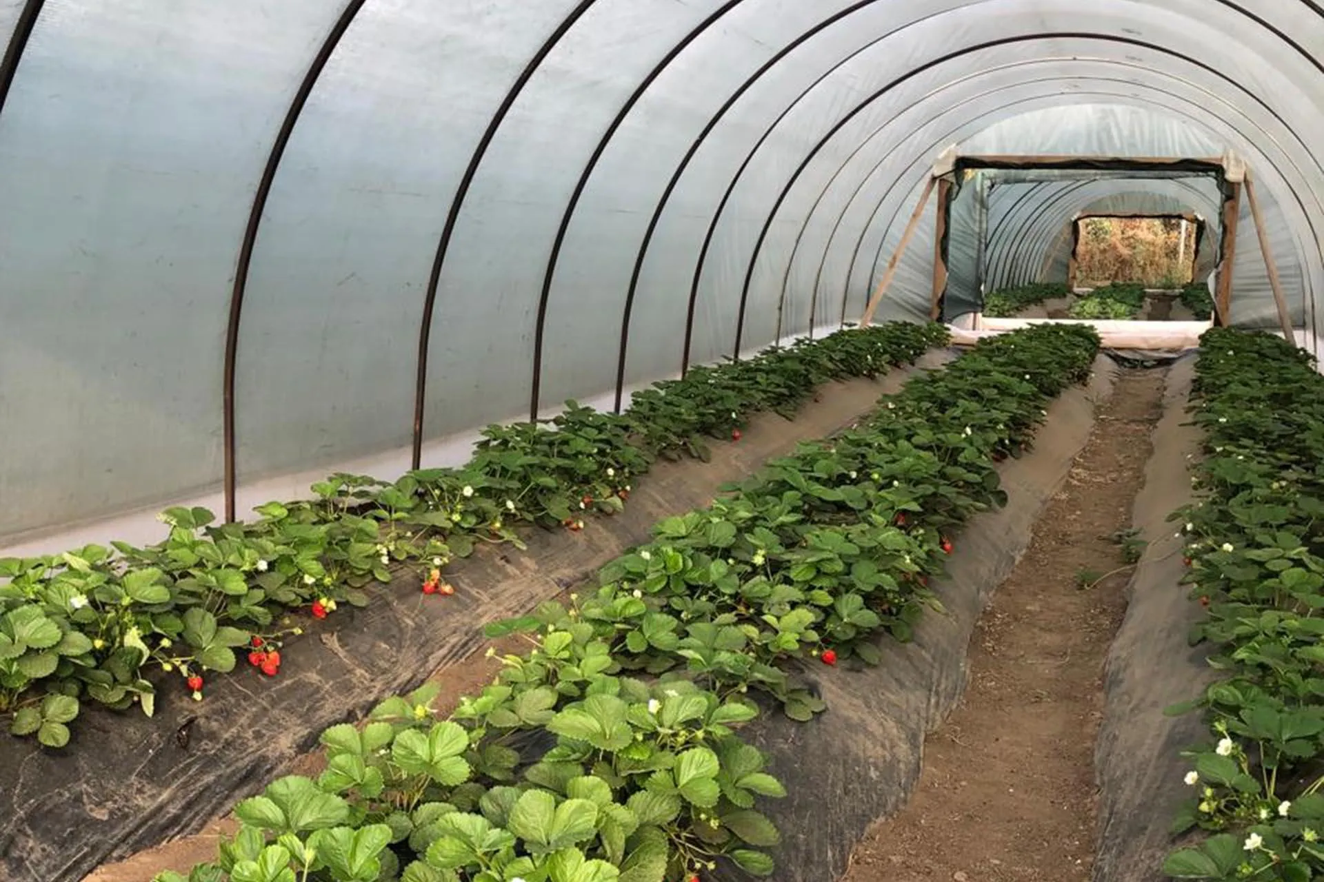 Администрация Ипатовского округа