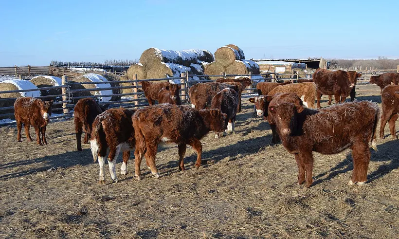 Семейные фермы в&nbsp;Забайкалье получат гранты и&nbsp;субсидии