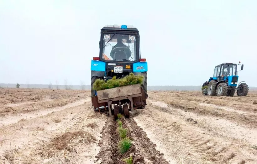 В&nbsp;Воронежской области новыми деревьями засадили две тысячи гектаров земли