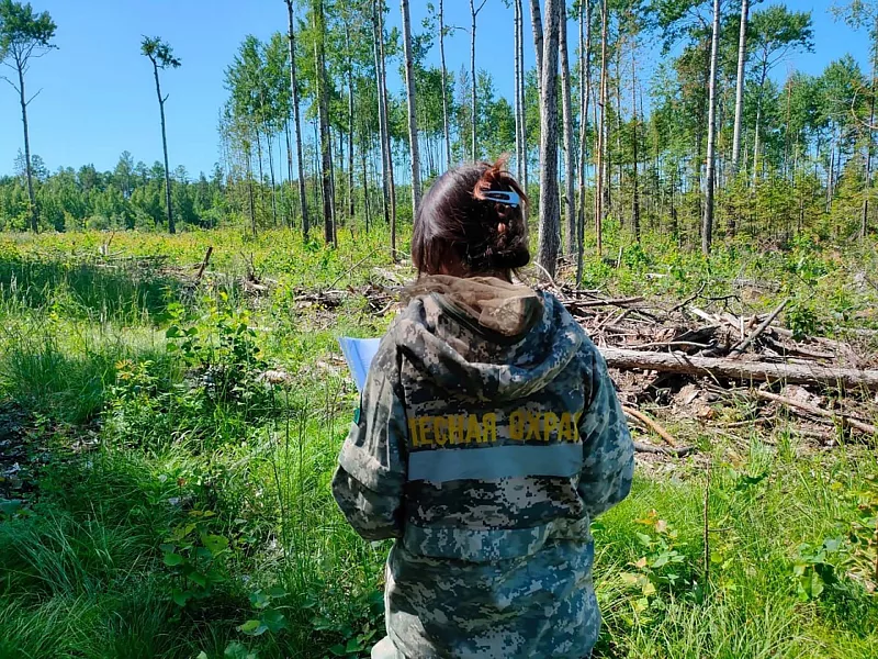 В&nbsp;Красноярском крае сократилось число нарушений на&nbsp;лесосеках