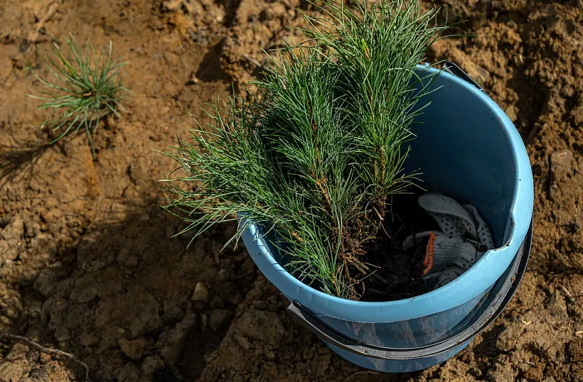 В&nbsp;Амурской области модернизируют 2&nbsp;лесных питомника