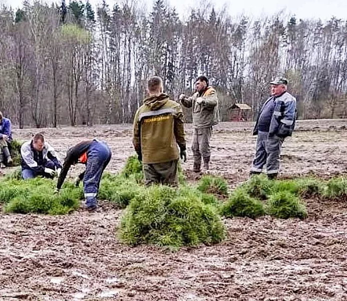 В&nbsp;двух лесных питомниках Подмосковья началась выкопка сеянцев