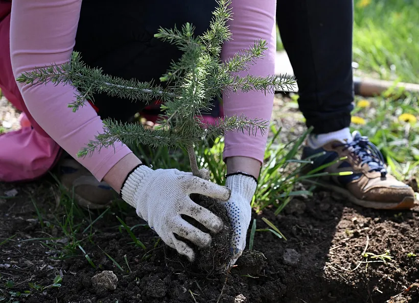 Саратовская область присоединится к&nbsp;международной акции &laquo;Сад памяти&raquo;