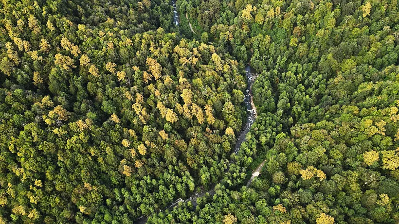 От&nbsp;сбора шишек до&nbsp;искусственного интеллекта: как&nbsp;восстанавливают леса в&nbsp;РФ