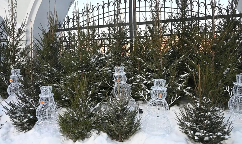 Лесные пожарные передали храмам Екатеринбурга свыше 300&nbsp;новогодних деревьев