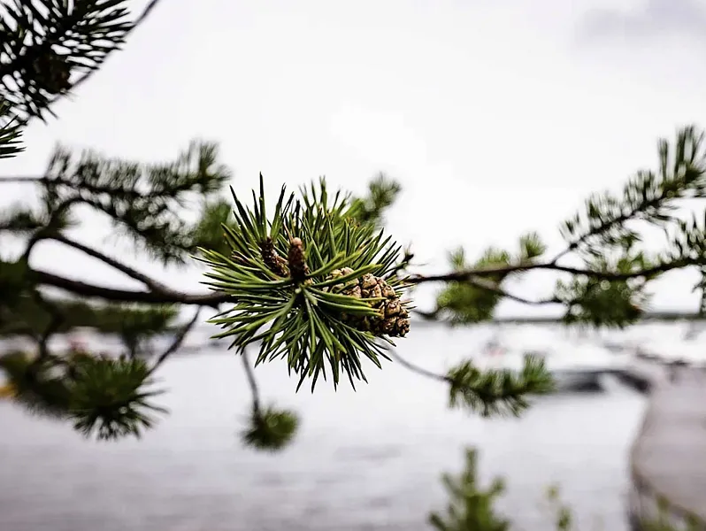 В&nbsp;Мурманской области запущен сервис по&nbsp;подбору земли для&nbsp;льготников