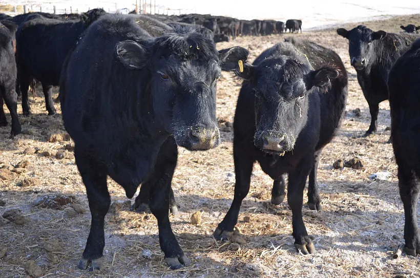 Хозяйства в&nbsp;Забайкалье получат поддержку на&nbsp;развитие скотоводства