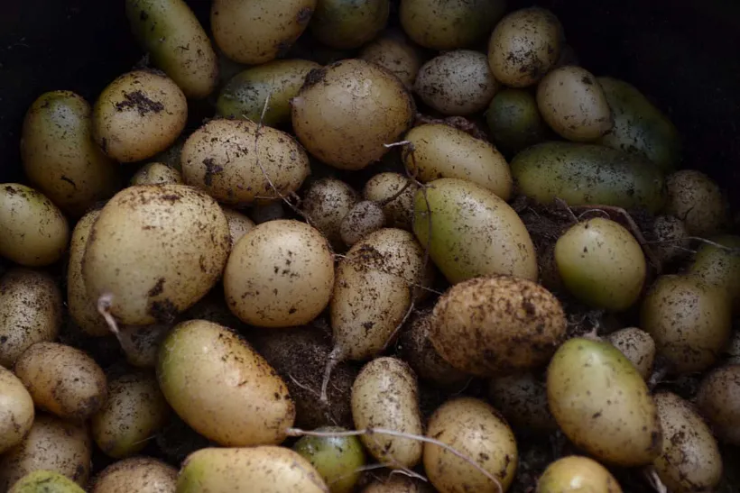 В&nbsp;Новгородской области вырастили 707&nbsp;тысяч мини-клубней картофеля