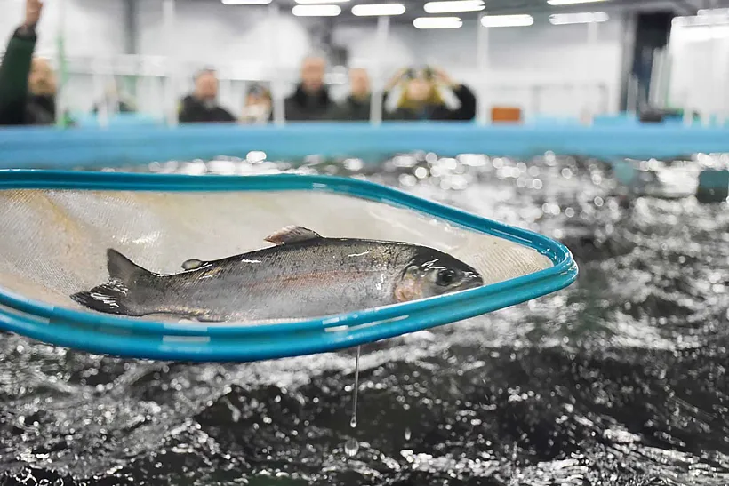 В&nbsp;Калининградской области открыли завод по&nbsp;выращиванию форели