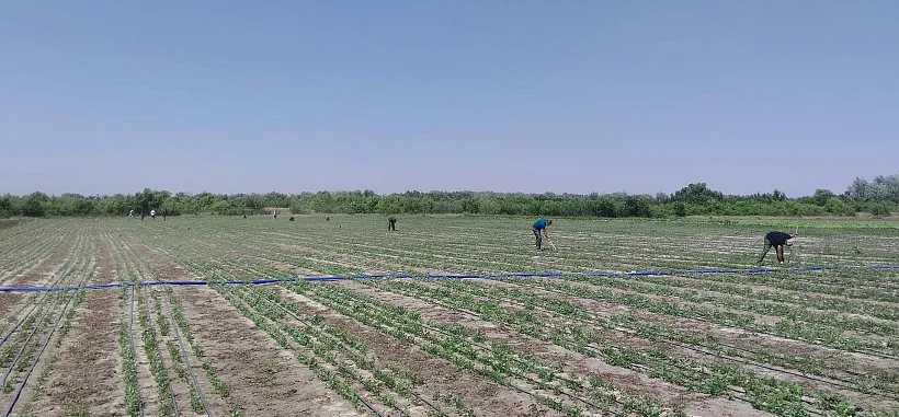 Агроуходы за&nbsp;лесами в&nbsp;Волгоградской области провели на&nbsp;площади 762&nbsp;гектара