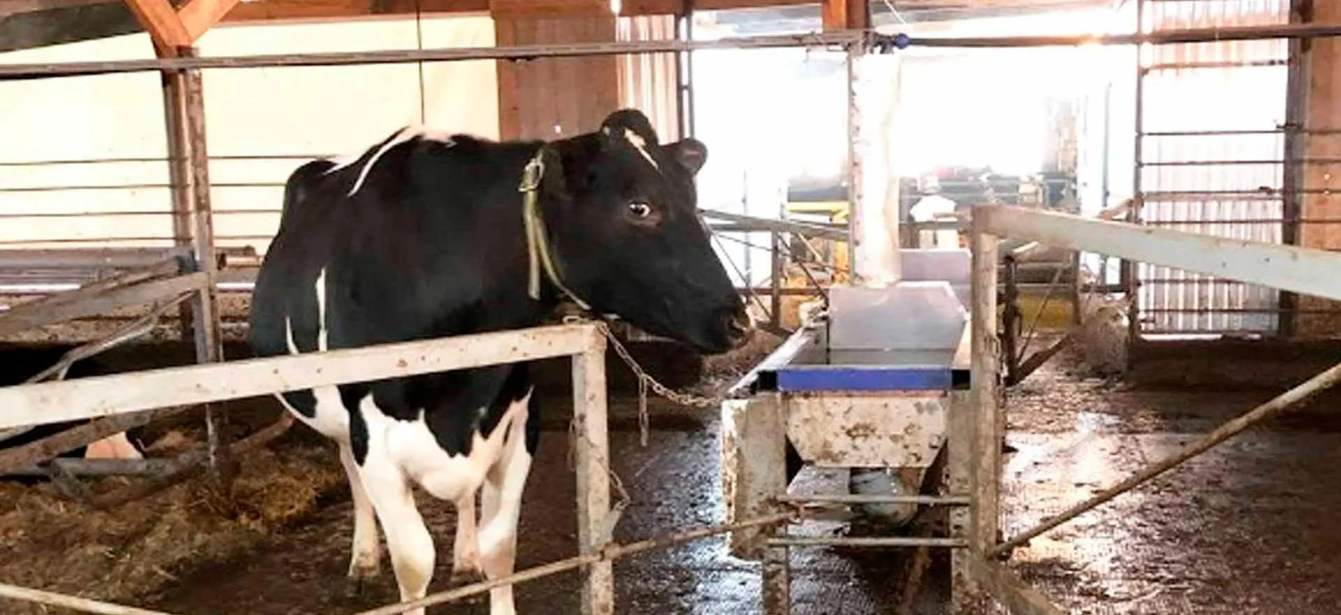 Администрация Каракулинского района Удмуртской Республики