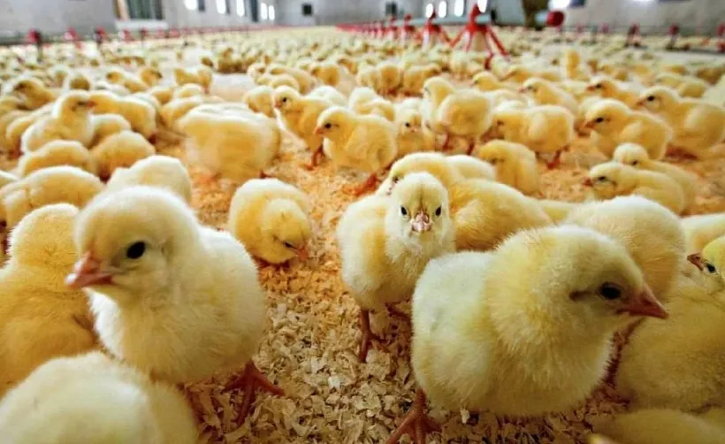 Птицефабрика &laquo;Павловская&raquo; представит Нижегородскую область на&nbsp;конкурсе