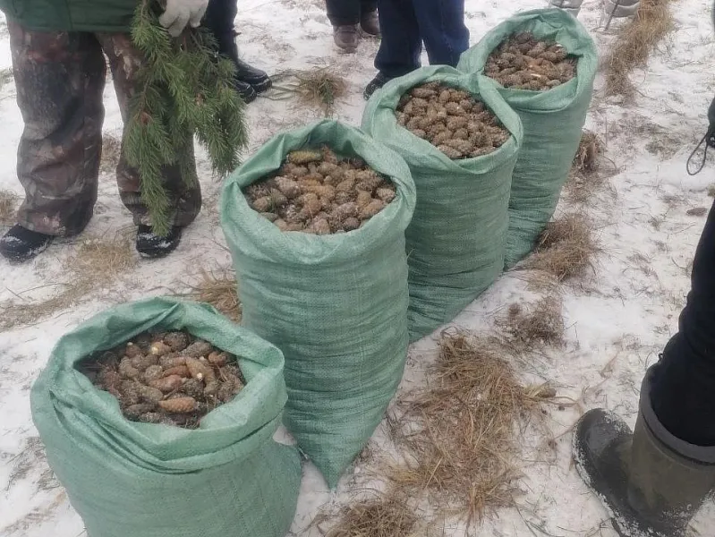 В&nbsp;Тверской области собрали 35,4&nbsp;тонны шишек для&nbsp;восстановления лесов