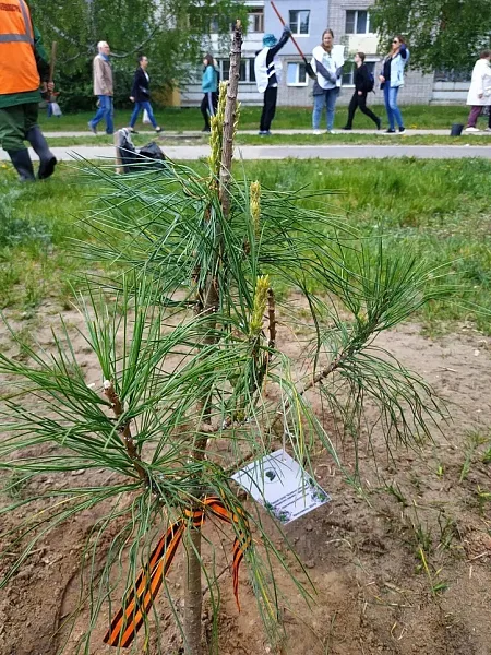В&nbsp;Ярославской области проходит акция &laquo;Сад памяти&raquo;