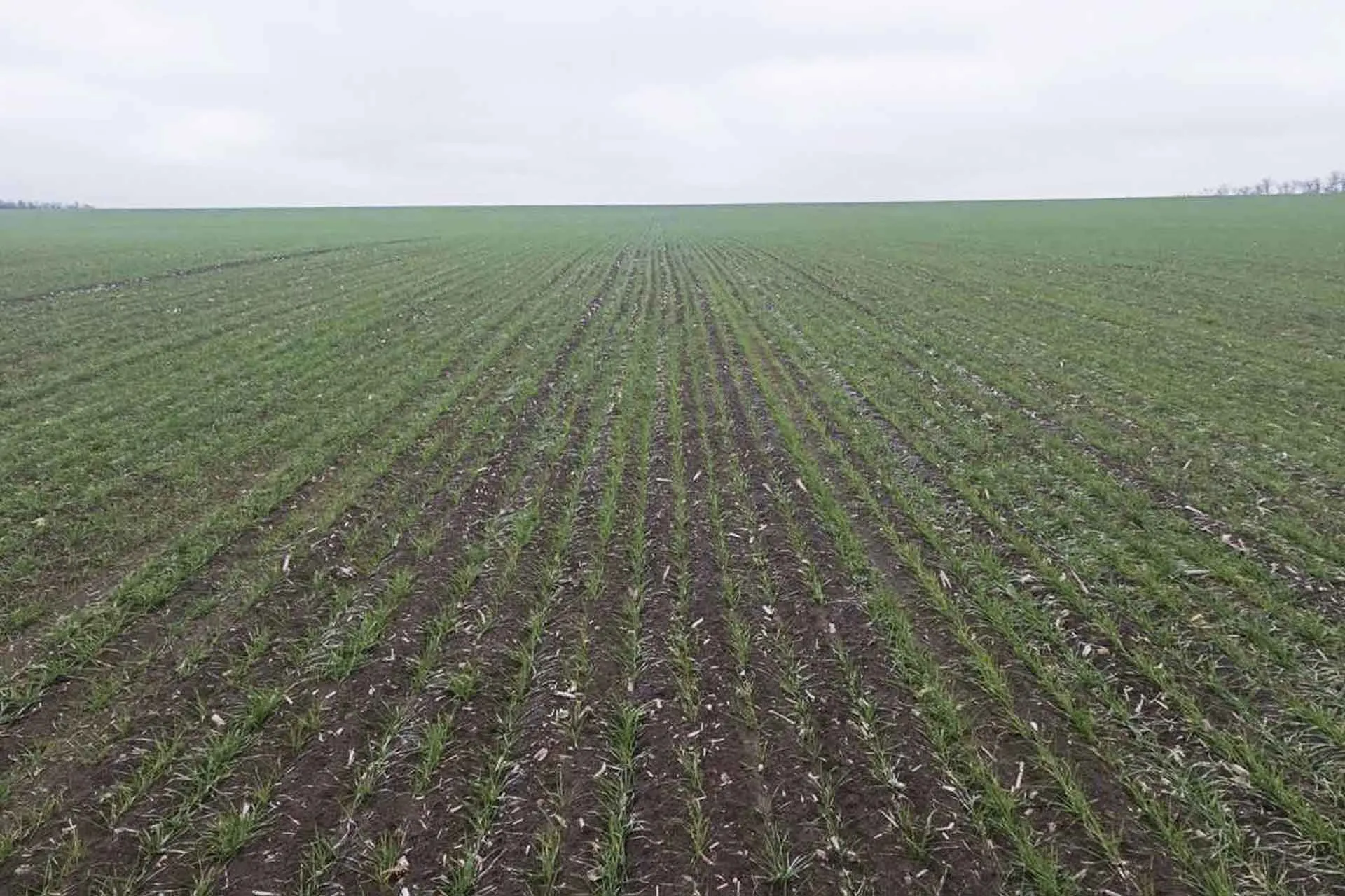 На&nbsp;Дону запустили новую программу поддержки сельхозтоваропроизводителей