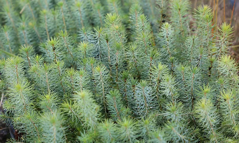 В&nbsp;Вологодской области с&nbsp;начала года высадили 131&nbsp;тысячу деревьев