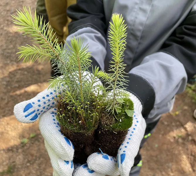 Прикамский комбинат &laquo;КАМА&raquo; восстановил более 650&nbsp;гектаров леса в&nbsp;этом году