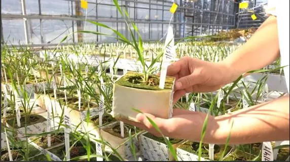 Саратовские ученые запустили комплекс ускоренного размножения растений