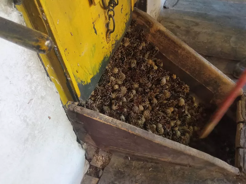 В&nbsp;Саратовской области заготовили пять тонн шишек сосны