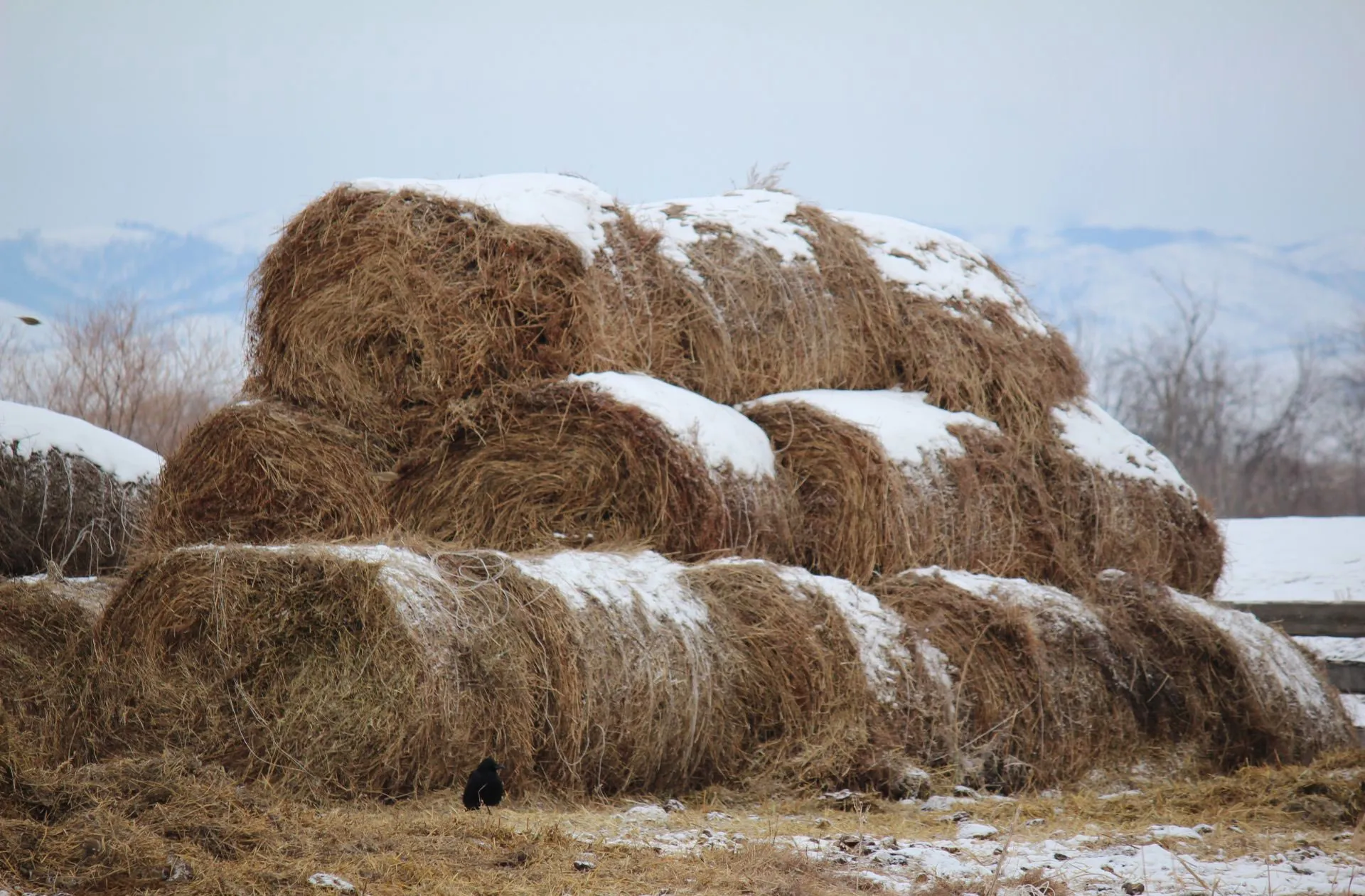 Аграриям Бурятии компенсируют затраты на&nbsp;доставку кормов для&nbsp;скота