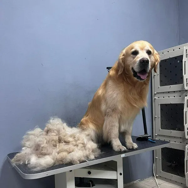 Груминг-салон открылся в&nbsp;станице Ессентукской Ставрополья с&nbsp;господдержкой