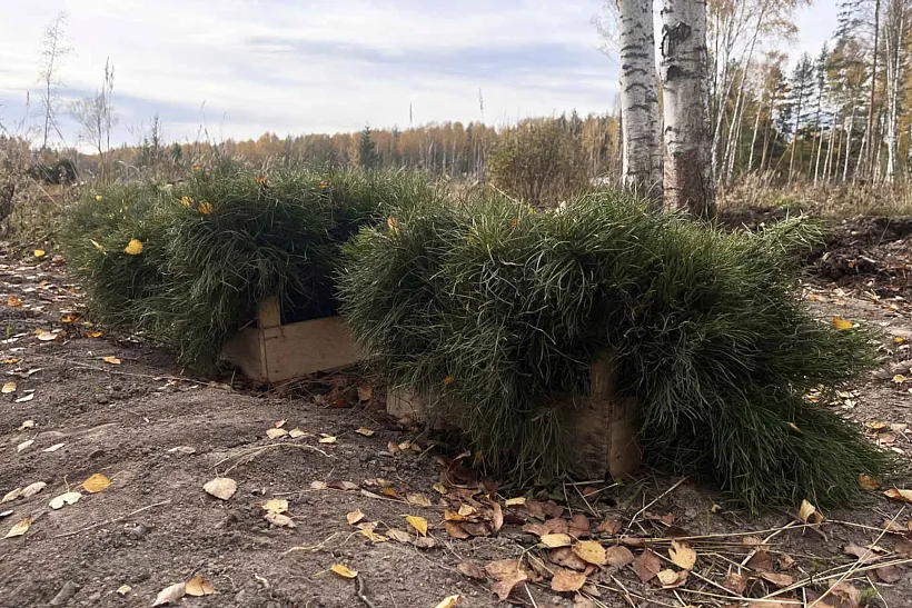 Более 300&nbsp;тысяч сеянцев сосны высадили в&nbsp;Нижегородской области