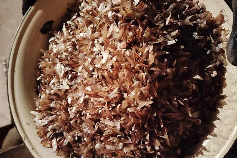 В&nbsp;Балгазынском лесничестве Тувы заготовили 150&nbsp;кг семян деревьев