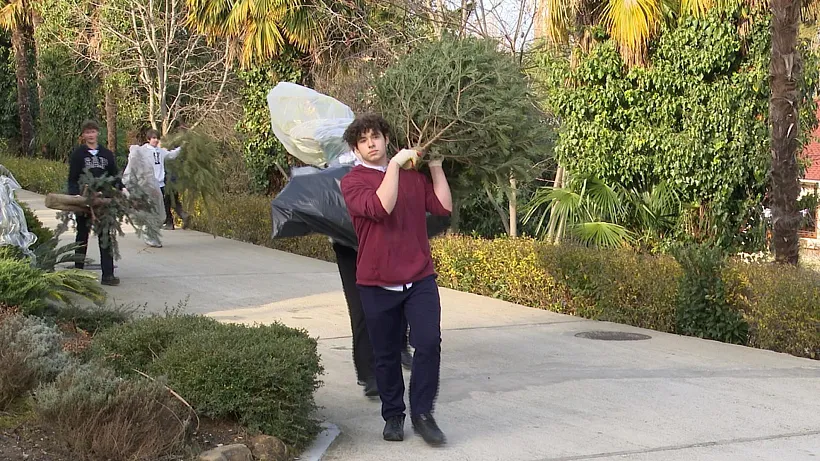 Жители Сочи отправили на&nbsp;переработку более 2&nbsp;тысяч натуральных елей