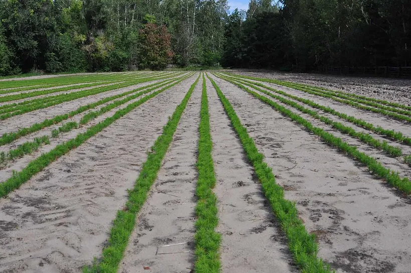 В&nbsp;лесных питомниках Липецкой области за&nbsp;год вырастили более 6&nbsp;млн сеянцев