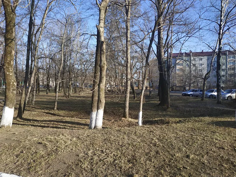 В&nbsp;Биробиджане благоустроят сквер