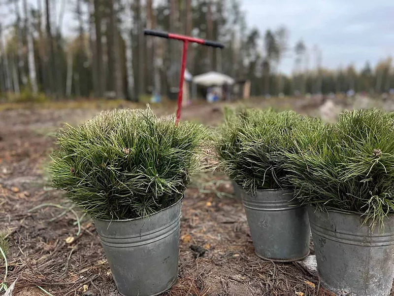 В&nbsp;Нижегородской области высадили 16,5&nbsp;тысячи сеянцев сосны