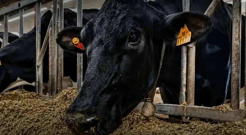 Корова из&nbsp;Татарстана стала самой продуктивной голштинской коровой России