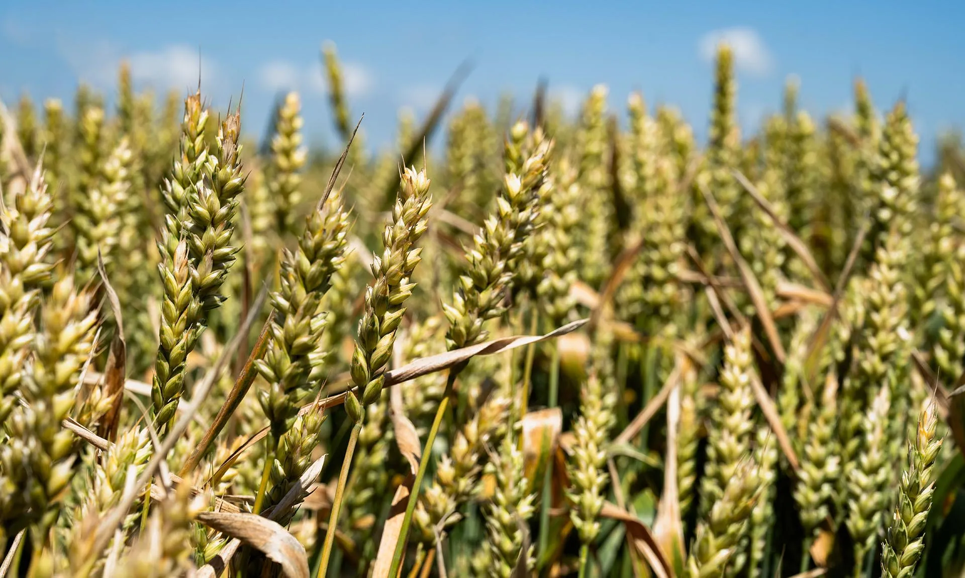  Министерство сельского хозяйства и перерабатывающей промышленности Краснодарского края