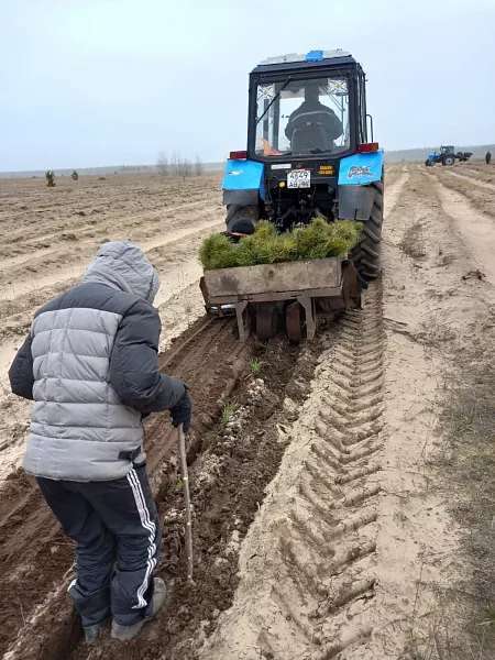 В&nbsp;Воронежской области началась весенняя лесокультурная кампания