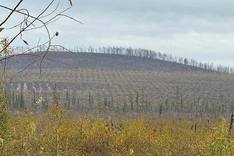 В&nbsp;Якутии работы по&nbsp;лесовосстановлению прошли на&nbsp;площади почти 9,2&nbsp;тыс. га