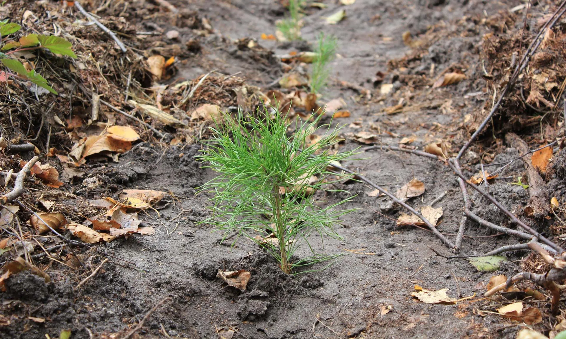 Министерство лесного, охотничьего хозяйства и природопользования Республики Мордовия