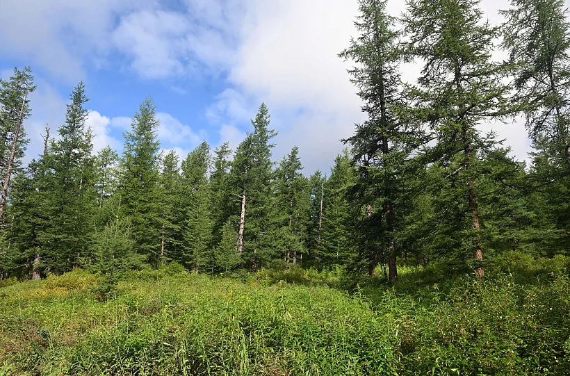 В&nbsp;Ингушетии за&nbsp;год восстановят 140&nbsp;гектаров леса