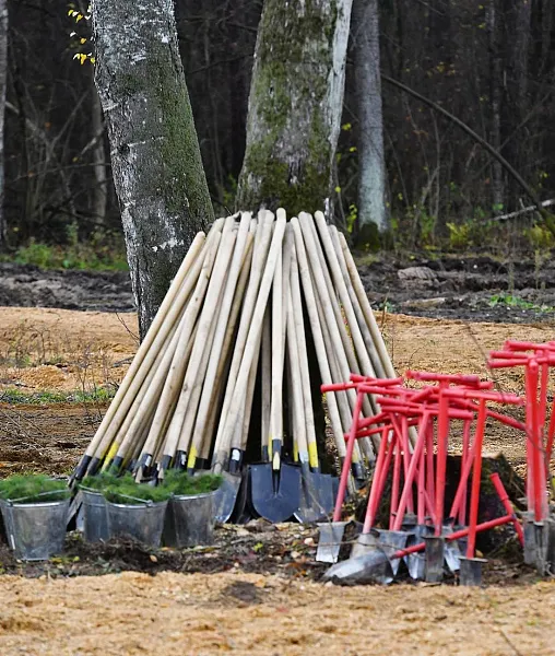 В&nbsp;Ингушетии высадили более 70&nbsp;тысяч саженцев ясеня