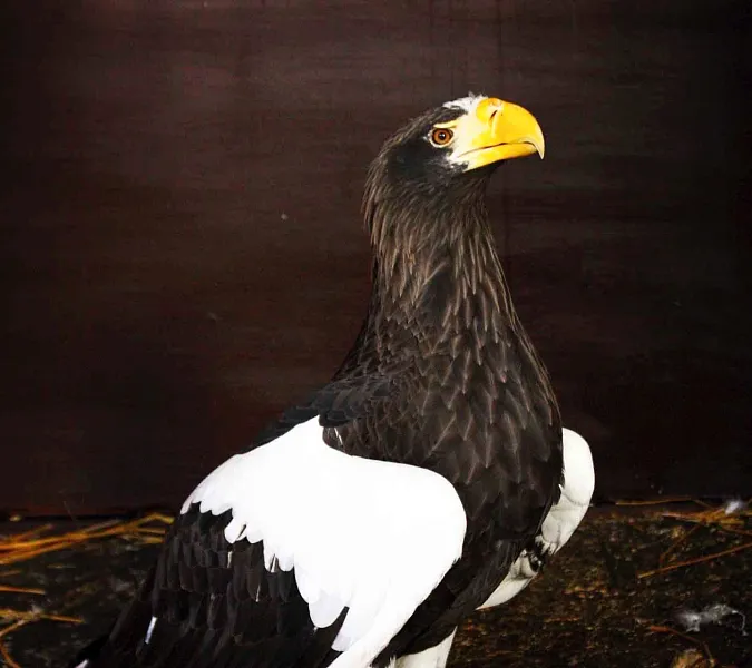 В&nbsp;зоопарк Удмуртии привезли самку краснокнижного белоплечего орлана